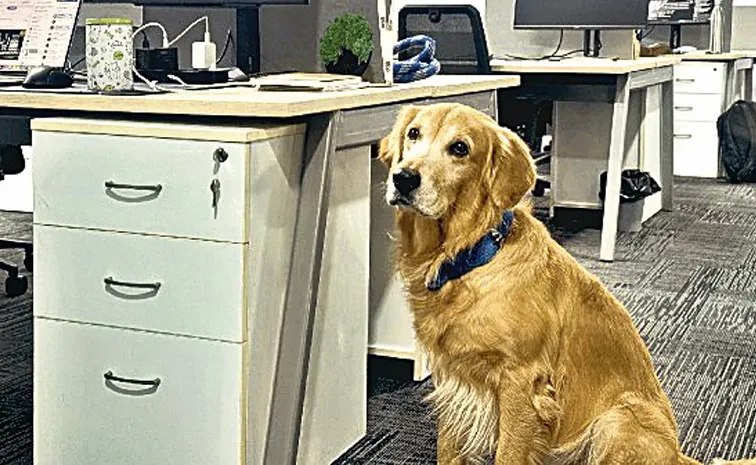 Chief Happiness Officer Hyderabad startup wins hearts by hiring dog