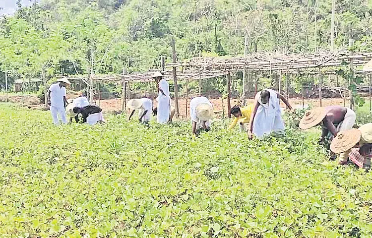 The beauty of working life in Kurma village