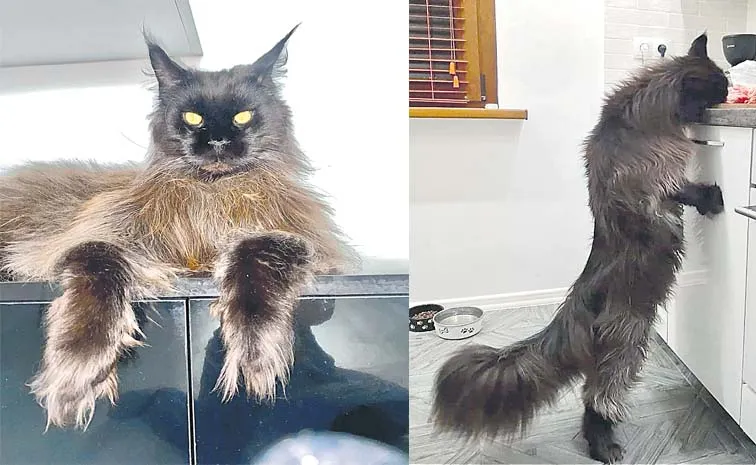 It Identifies As A House Cat Its Look Like A Tiger Goes Viral On Socialmedia
