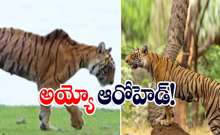 Ranthambore iconic tigress Arrowhead final walk Video Melt Internet