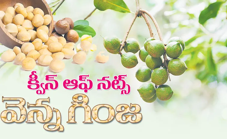 sagubadi macadamia nuts health benefits nutrition facts details
