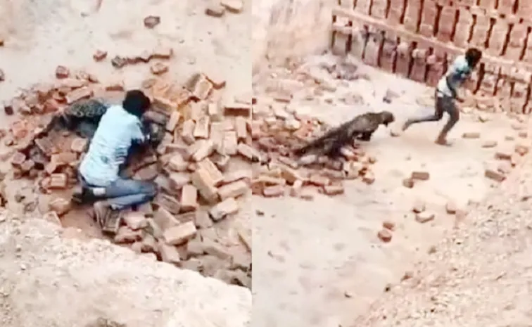 Man Fights Off Leopard With Bare Hands In Uttar Pradesh, Video Goes Viral