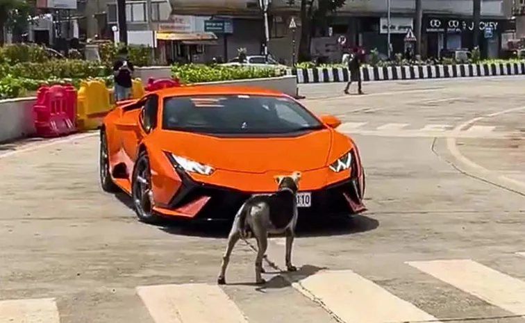 Stray Dog Blocks Lamborghini On Mumbai Street, Video Goes Viral