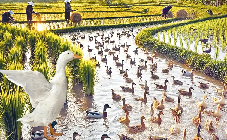 Sagubadi: using ducks as rice farmers