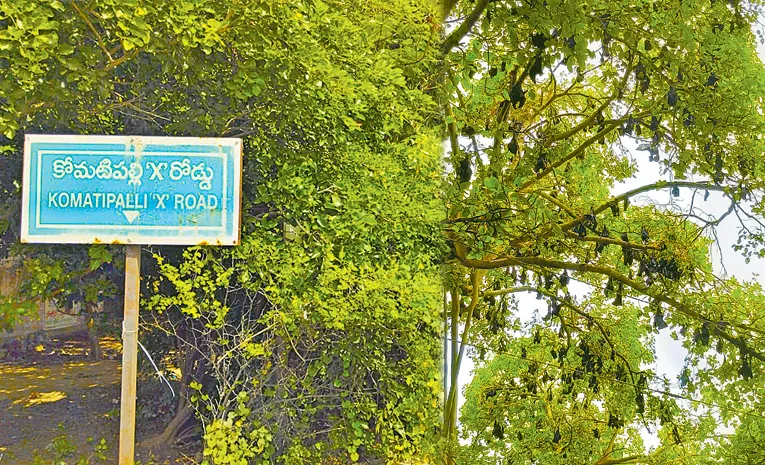 Bats In Komatipalli village