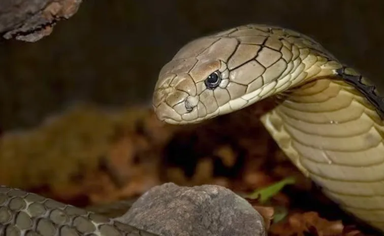 One year old bites cobra in Bihar boy survives snake dies