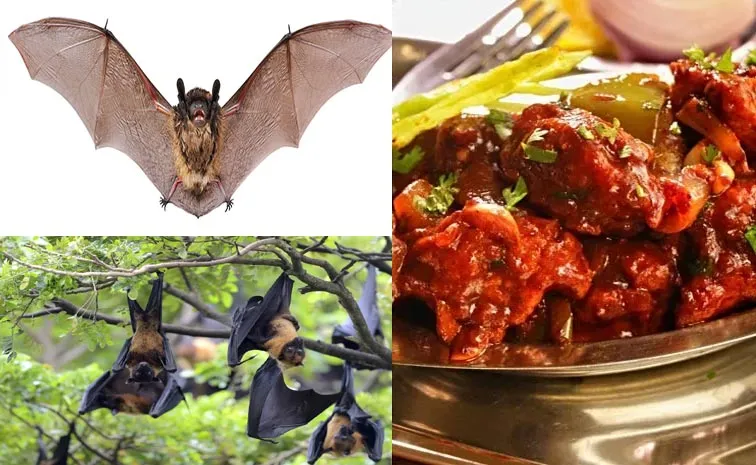 Chilli Chicken With Bats Fact Check TN Mafia Arrested Details