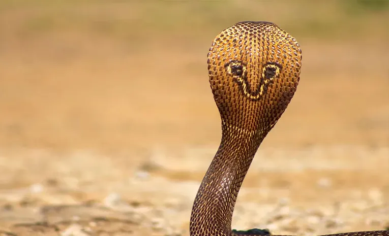 Bihar Toddler Bites Cobra To Death Doctor Explains Why He Survived