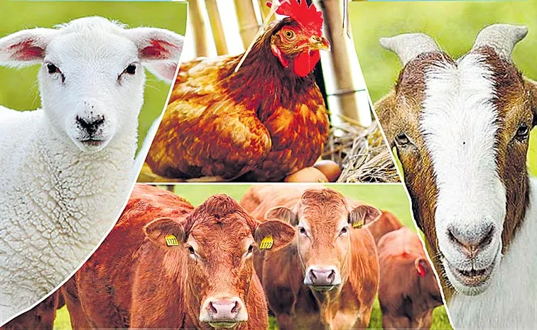 Sagubadi: ICAR introduce to Organic methods of animal husbandry