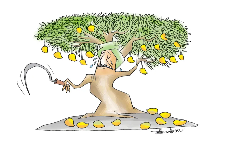 Sakshi Editorial On Chandrababu Govt Neglected Mango Farmers