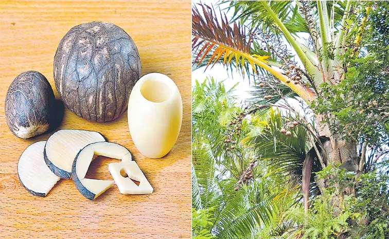 Tagua Nut Guide: South Americas Vegetable Ivory