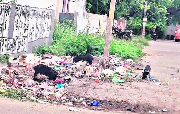 Pigs gathered at a garbage dump in Mandagiri
