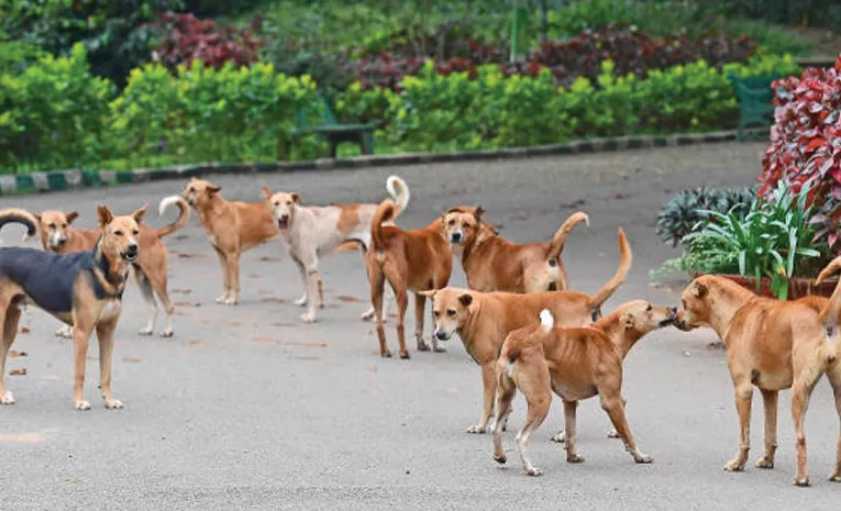 Bhoje Gowda recalled that 2,500 stray dogs were killed and buried in Chikkamagaluru