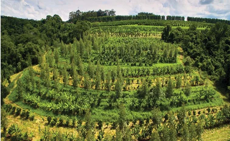 About agroforestry system combination of agriculture and forestry