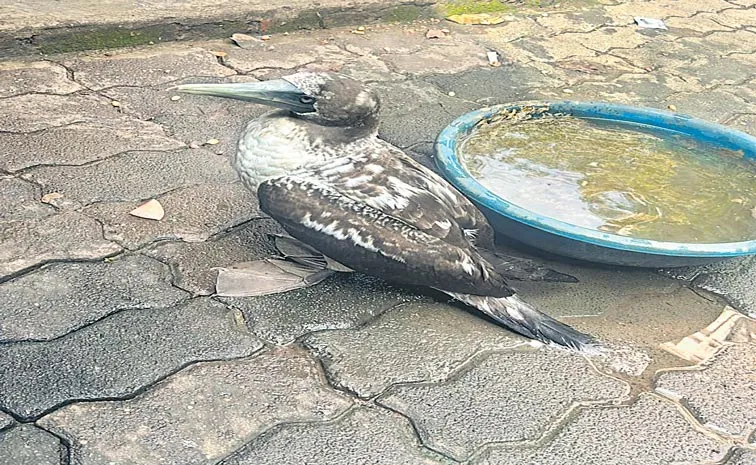 Deep sea bird masked booby once thought to be rare to Mumbai