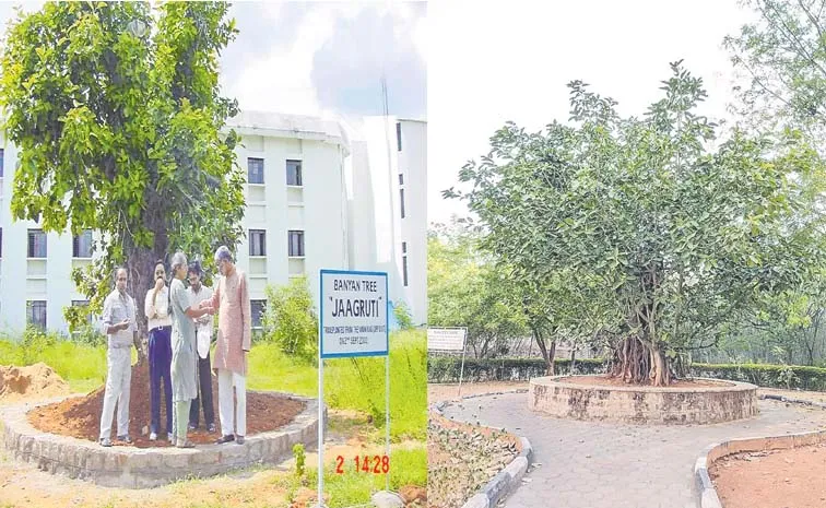 Two banyan trees were revived after being moved translocation method