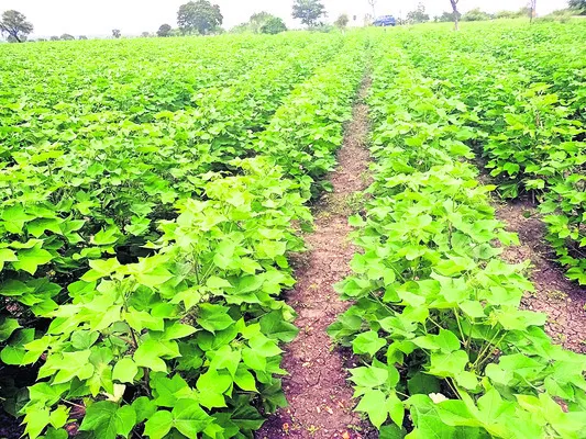 Cotton crop cultivated in Marikal