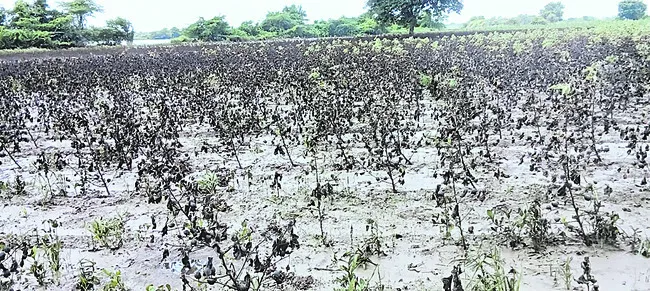 ముంపు బారిన మంజీరా తీరం