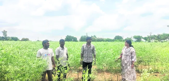 నాణ్యమైన విత్తనోతృత్తి సాధించాలి