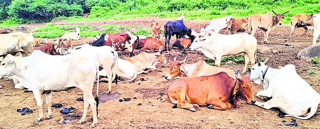 పత్రాలు సమర్పించకుంటే పశువులను గోశాలకు తరలిస్తాం