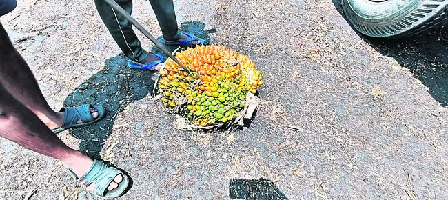 గెలల తరుగులో వివక్ష ?
