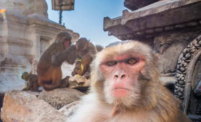 Monkeys Creates Havoc at Karimnagar District