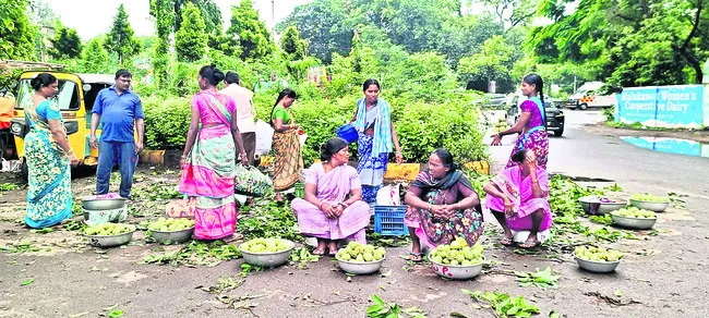 పేదల ఆపిల్.. సీతాఫలం