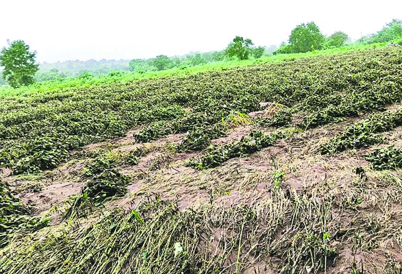 నీట మునిగిన పంటలు