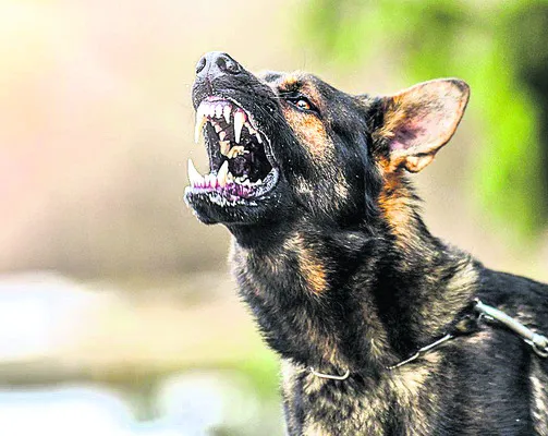 రేబిస్.. ప్రాణాంతకం