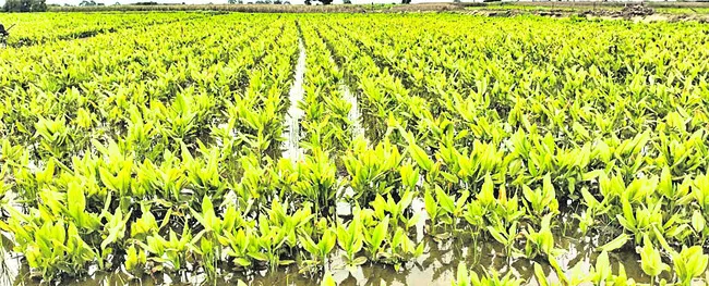 మళ్లీ ముంచిన గోదావరి