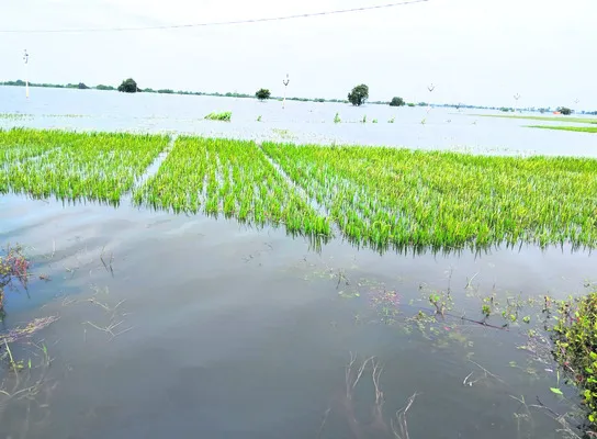 నిలకడ