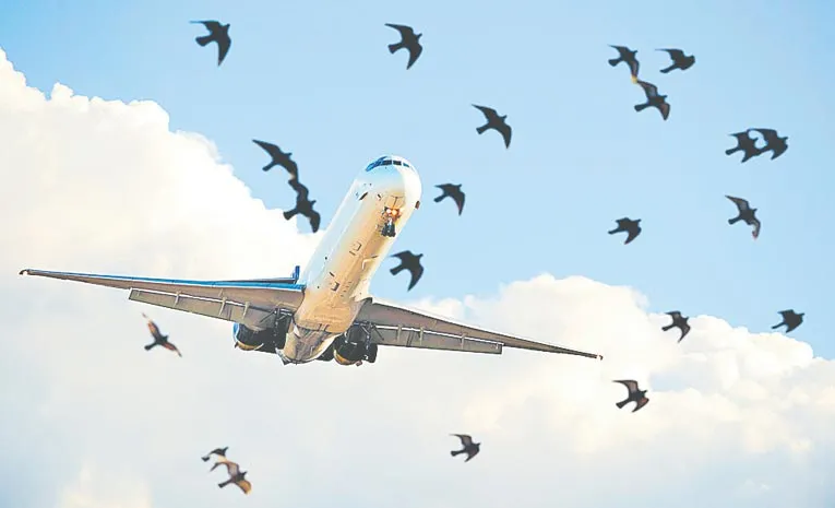Bird strikes are causing massive damage to aircraft in hyderabad