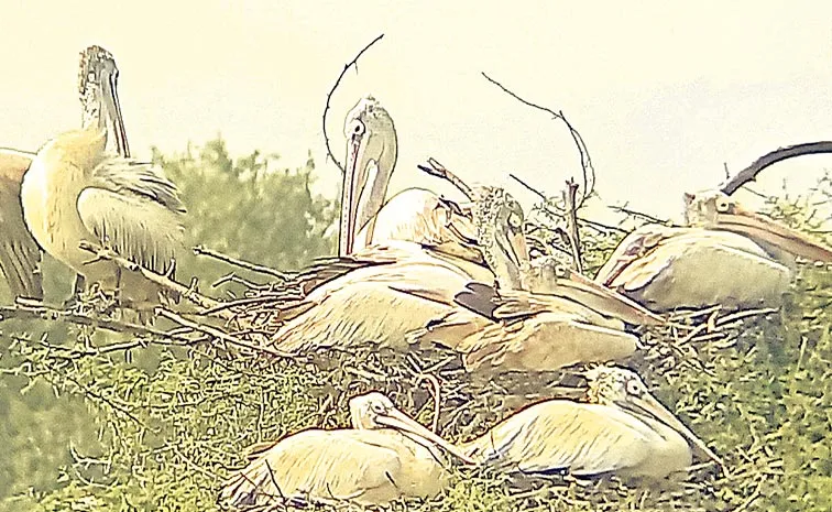 Nelapattu Bird Sanctuary is a bird sanctuary in Tirupati district: AP