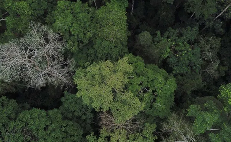 Sagubadi Global Forest Observations Initiative Plenary 2025 check these details