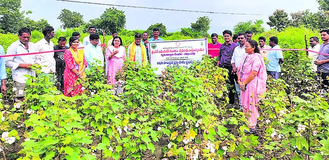 అధిక సాంద్రత పత్తి సాగు చేయాలి