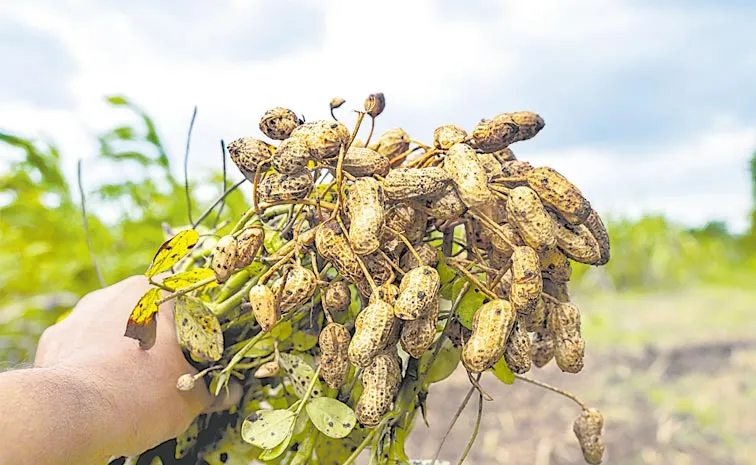 Sagubadi: Peanut allergy in children is on the rise in North America Previously a myth