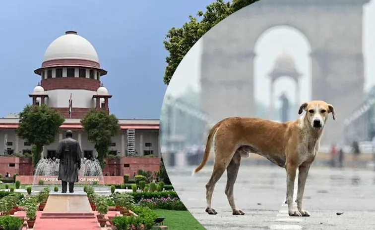Supreme court Slams States Over Street Dogs Row Full Details Here