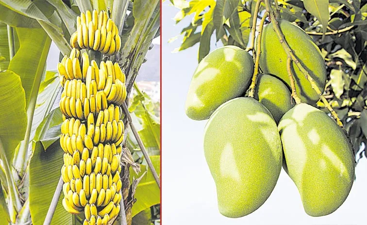 andhra pradesh top mango growing