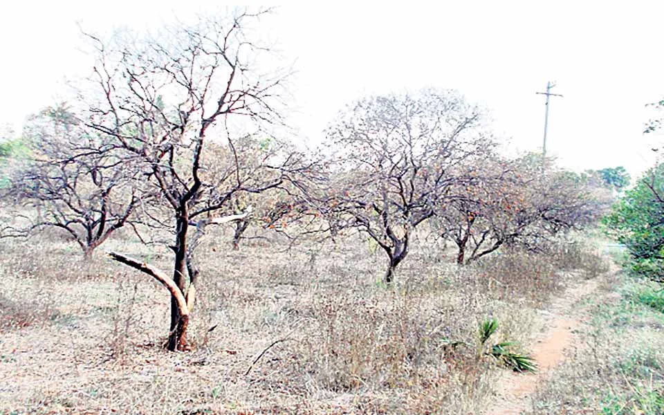 DROUGHT IN PRAKASAM