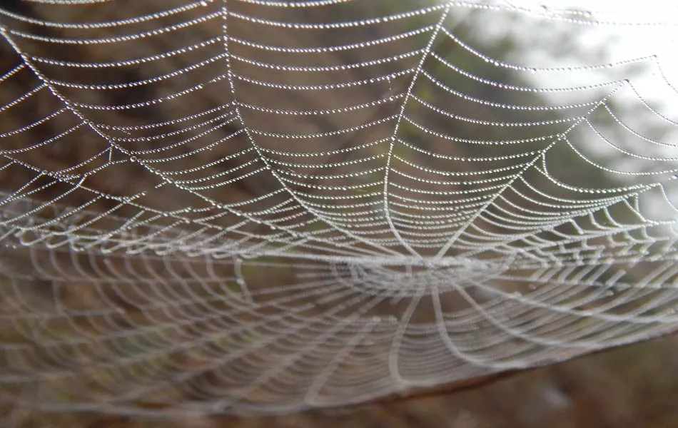 Pearl canopy