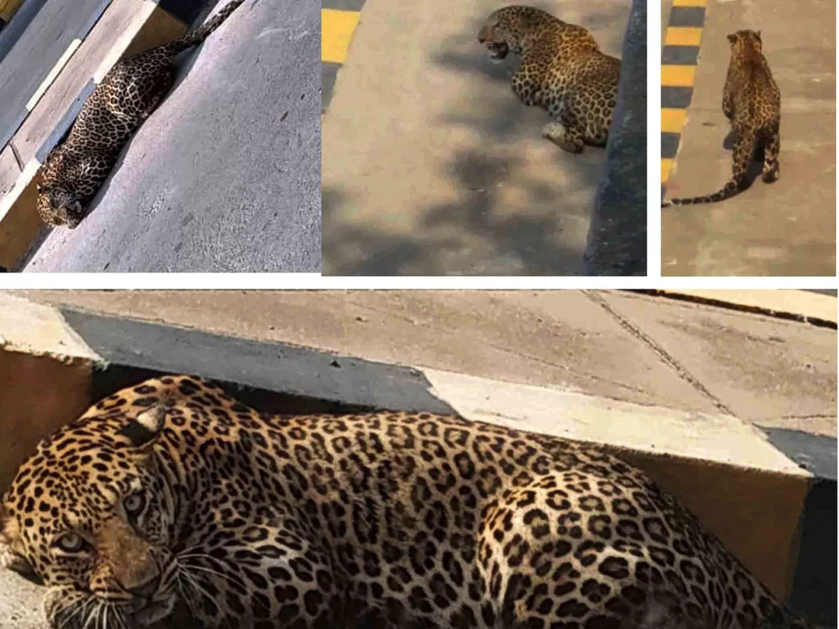 Leopard found in hyderabad Road Photo Gallery - Sakshi