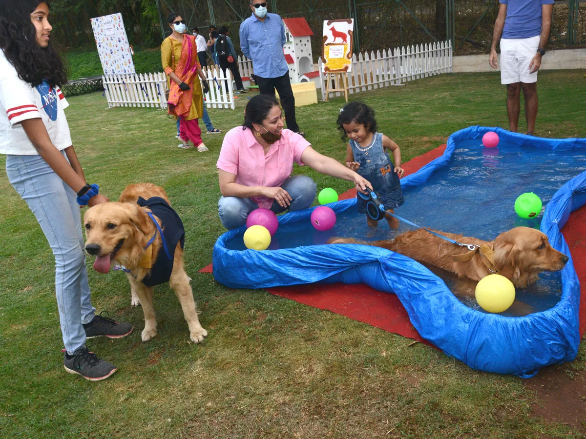 Dog Walking Jumping And Swimming In Hyderabad Photo Gallery - Sakshi