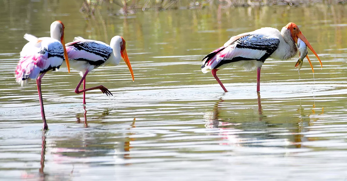 Flamingo Birds in Ameenpur Pond Photo Gallery - Sakshi