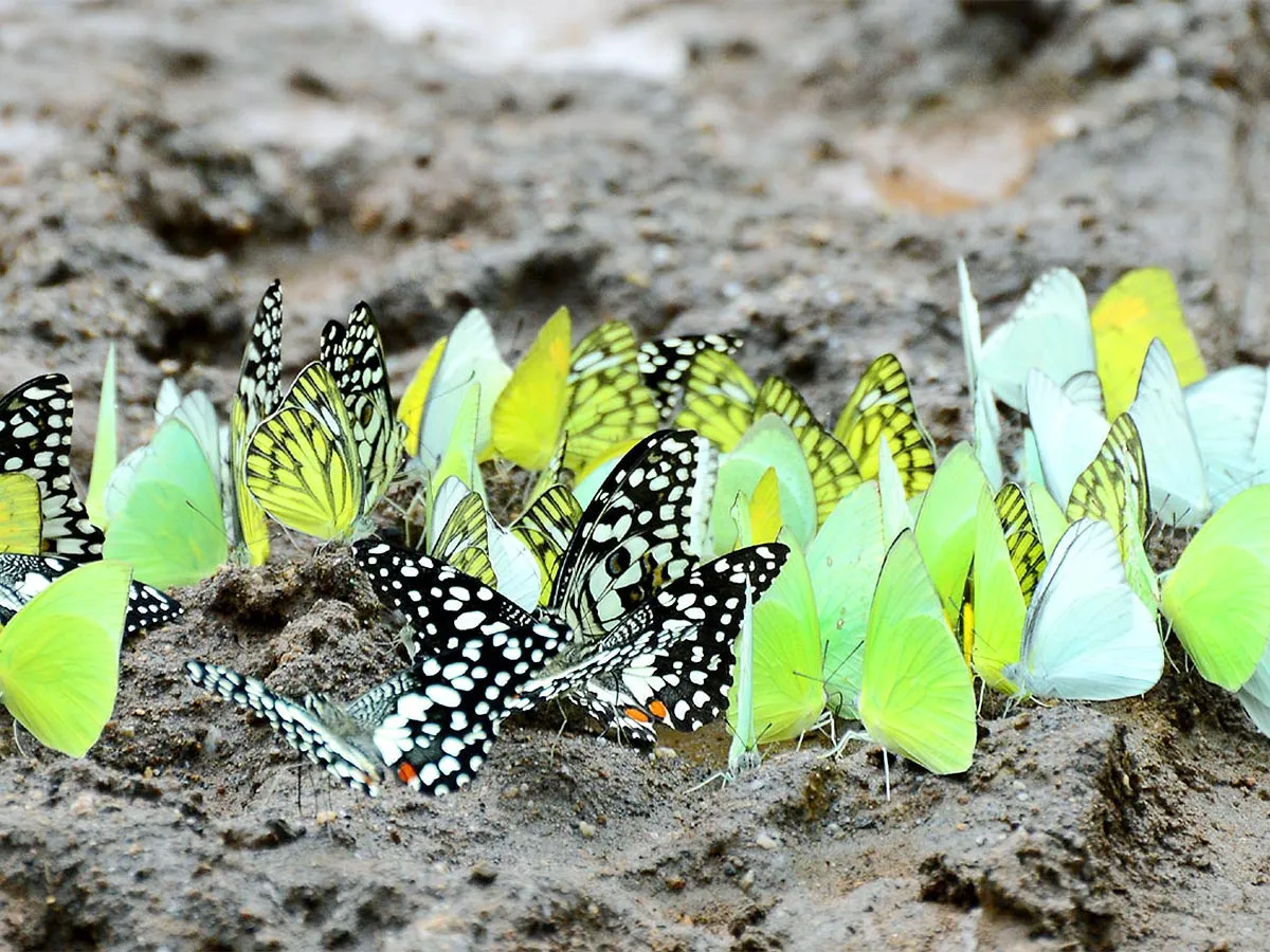 Mulapadu Forest Area Butterfly Park by Vijayawada - Sakshi