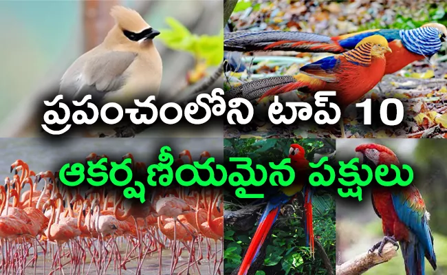 Top 10 Most Beautiful Birds In The World - Sakshi