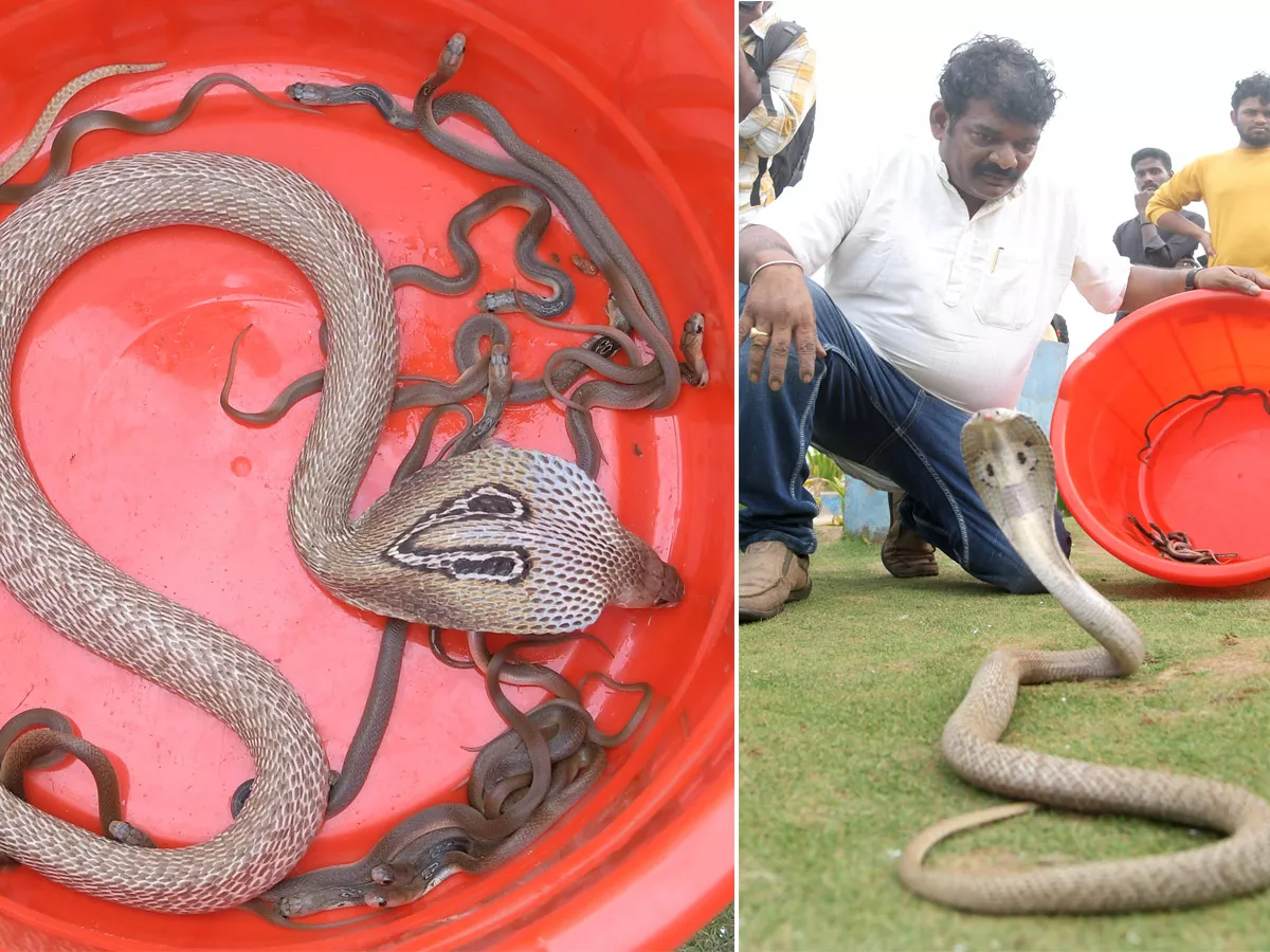 snake show in rk beach vizag - Sakshi