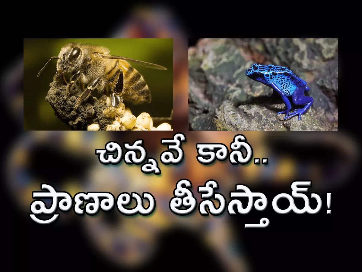 Top 10 Tiny But Deadly Creatures - Sakshi