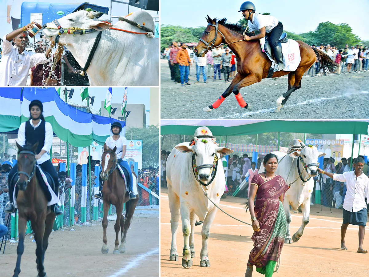 bull race in anantapur district - Sakshi