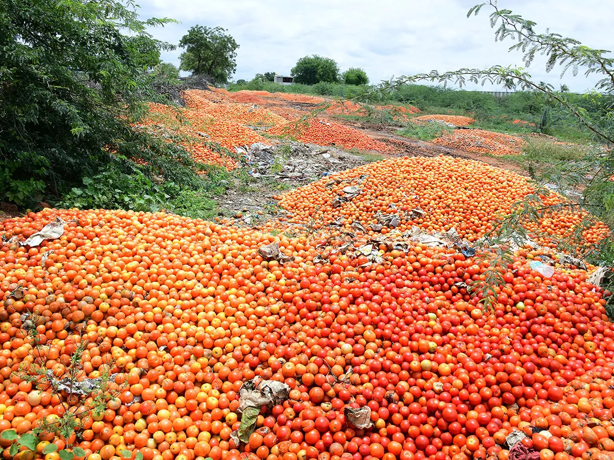 Angry farmers throw tomatoes on roadside at Anantapur: Photos