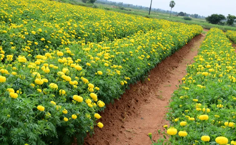 Flower garden In Satya Sai District Dharmavaram Photos3